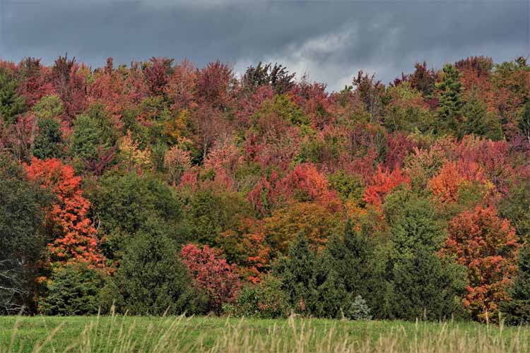 fall foliage